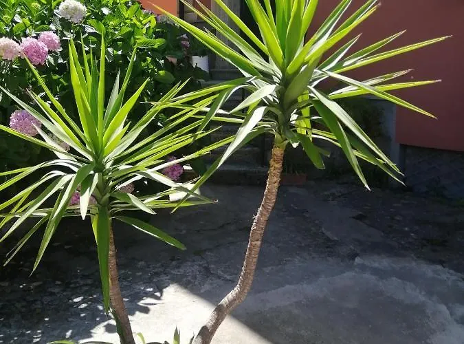 Apartment La Casa Del Girasole *